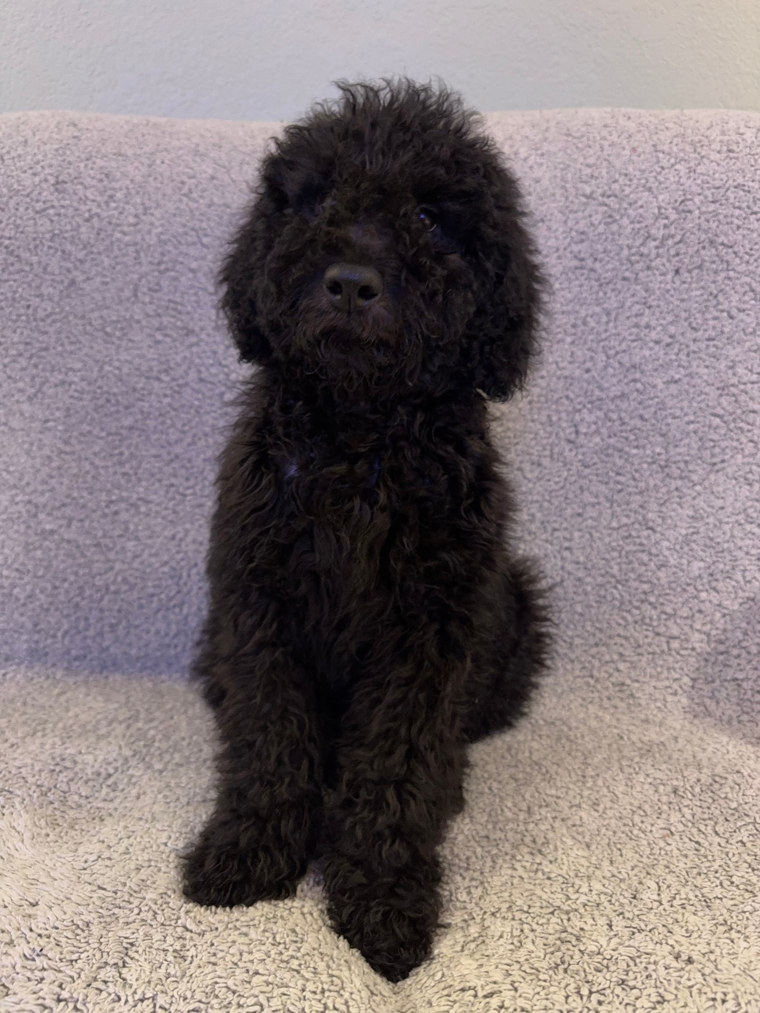 Black Male Double Doodle
